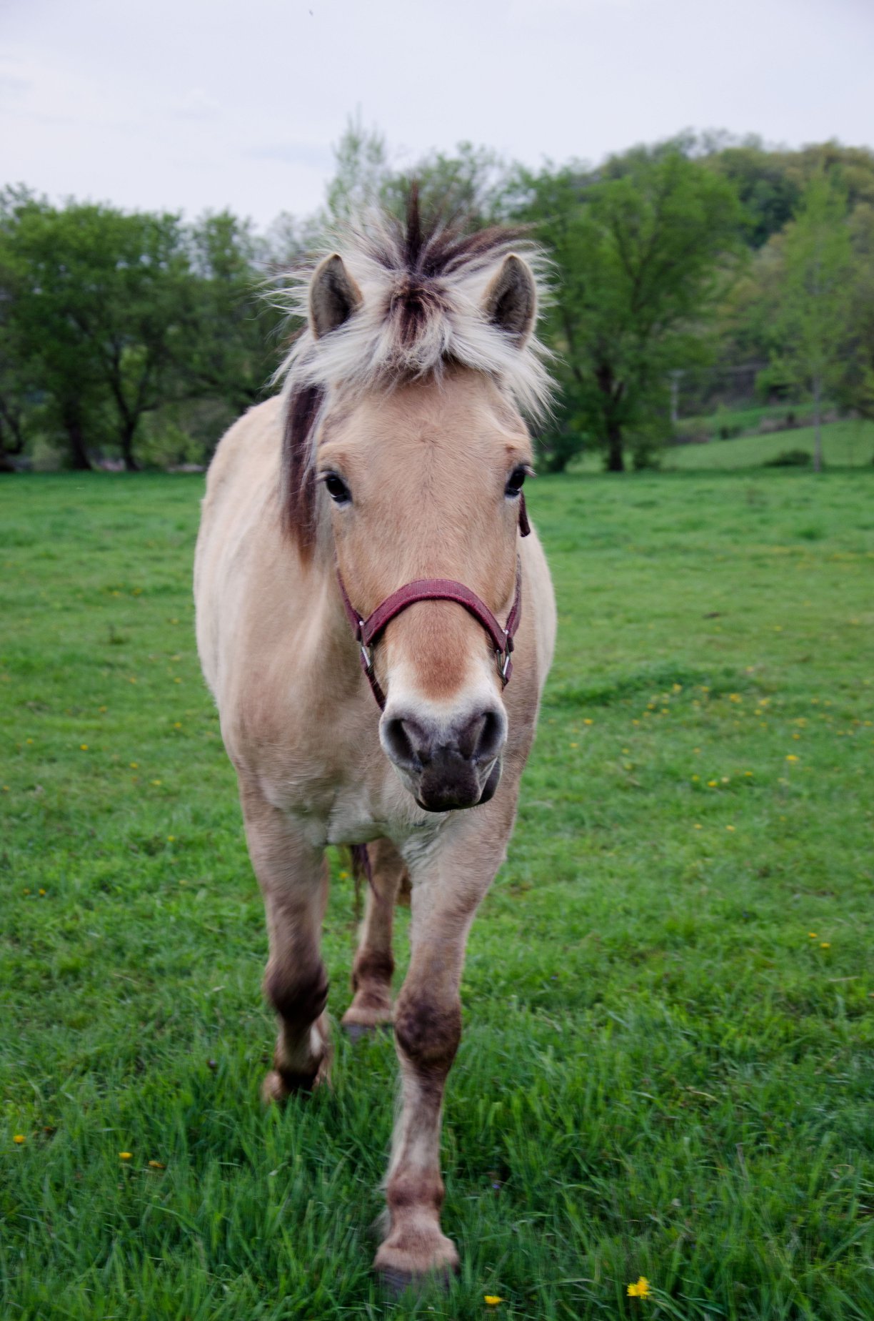 Horse Happenings – April, 2025